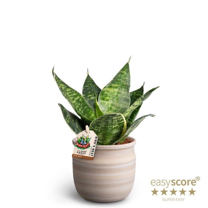 SANSEVIERIA TRIFASCIATA 40933245 Maceta 'HAHNII', D 10