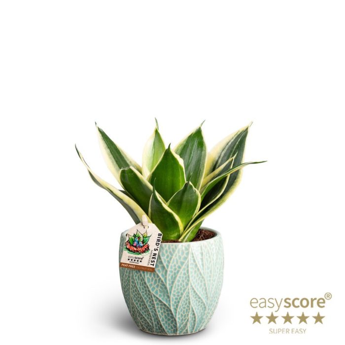 SANSEVIERIA TRIFASCIATA 40933335 Leaf Ocean Hahnii Pag, D 10
