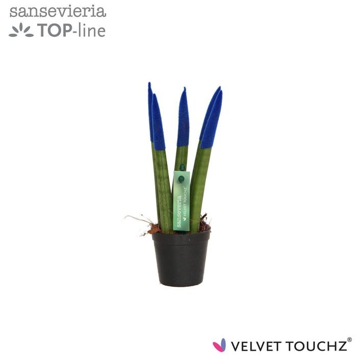 Sansevieria VELVET TOUCHZ® Blauw, D 6