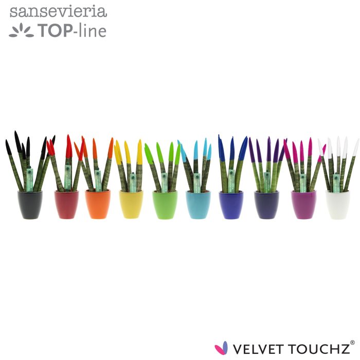 Sansevieria VELVET TOUCHZ® Mix in keramiek Osaka, D 6