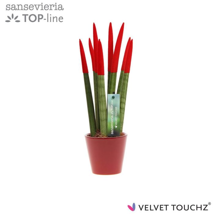 Sansevieria VELVET TOUCHZ® Rood In keramiek R'dam, D 8,5