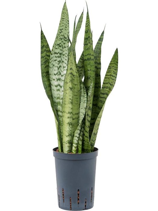 Sansevieria zeylanica, D 15