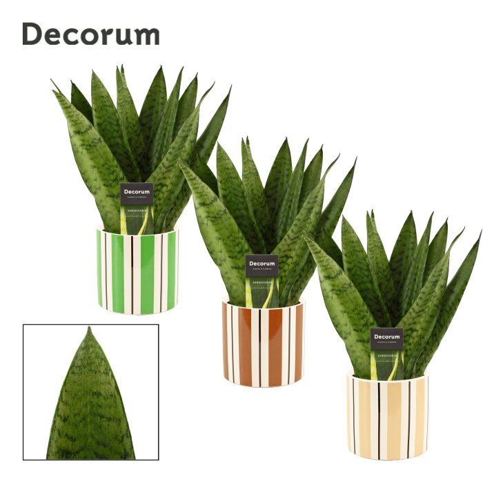 Sansevieria Zeylanica Fan 12 cm in Beau (Natural bubble-collecti, D 12