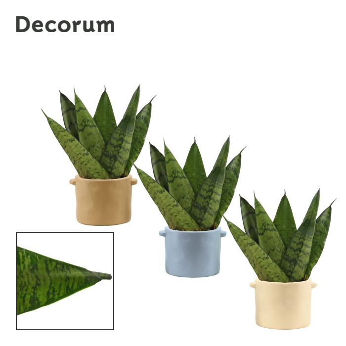 Sansevieria Zeylanica Fan 6 cm in Charlotte (Nature world-collec, D 6