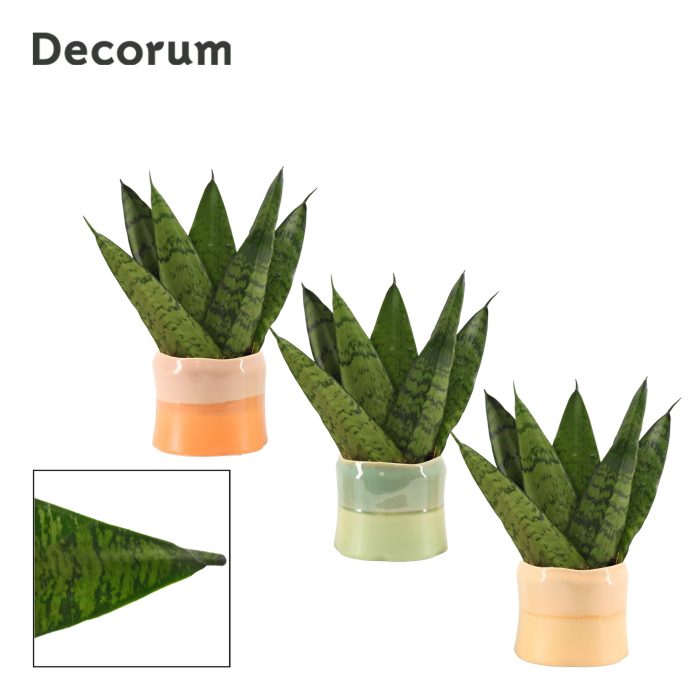 Sansevieria Zeylanica Fan 6 cm in Evita (Craft world-collection), D 6
