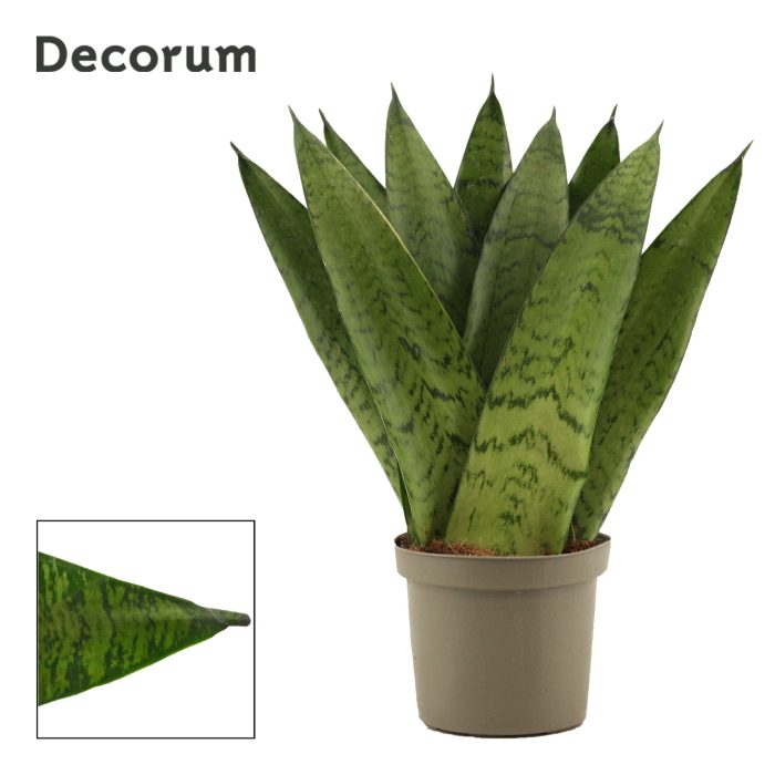 Sansevieria Zeylanica Fan 9 cm (Decorum), D 9