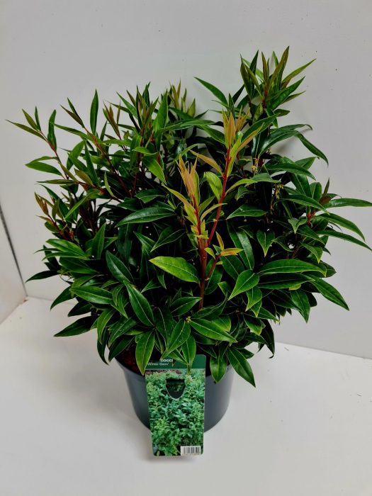 Sarcococca humilis 'Winter Gem' C5, D 23