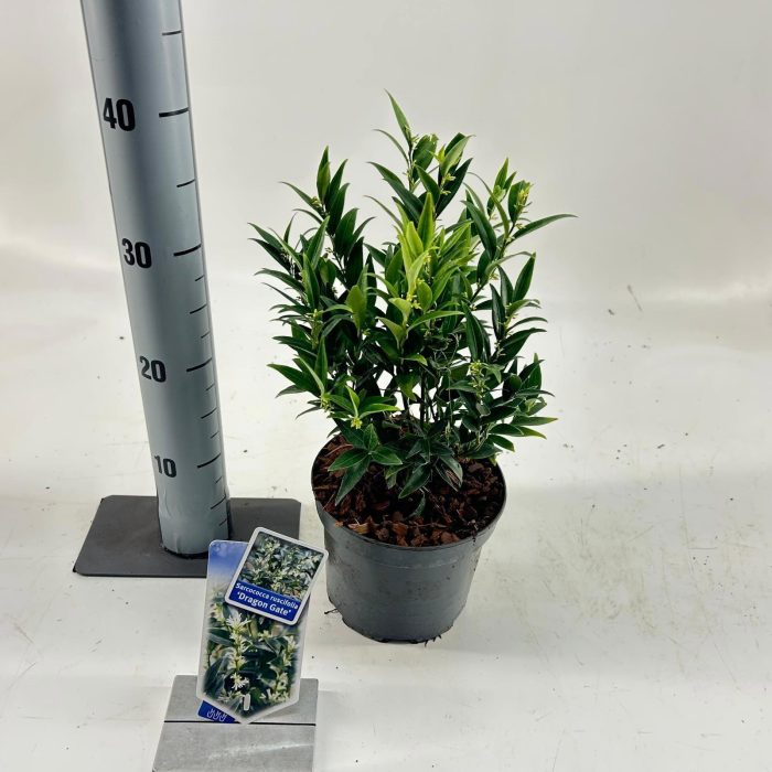 Sarcococca ruscifolia 'Dragon Gate', D 17