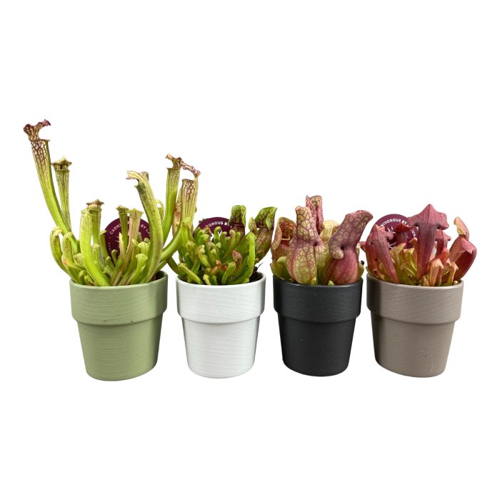 Sarracenia mix 5,5 cm in sierpot, D 6