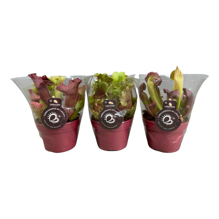 Sarracenia mix in transparante floracup, D 12