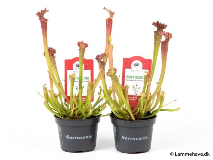 SARRACENIA PURPUREA 'FARNHAMI', D 9