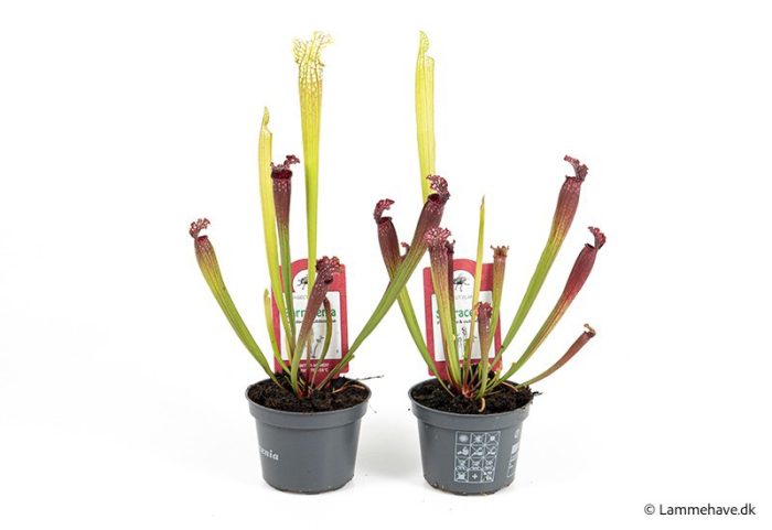 SARRACENIA PURPUREA 'Texas' 103, D 9
