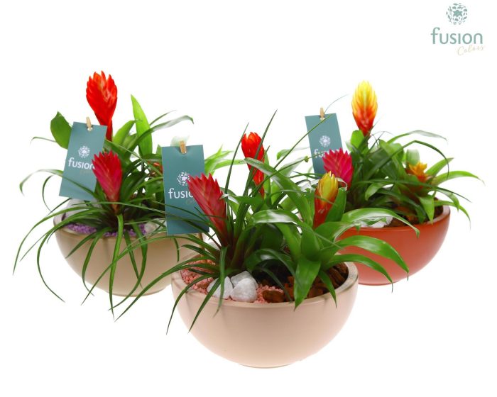 Schaal keramiek Moon Medium 3 kleuren met Bromelia, D 18