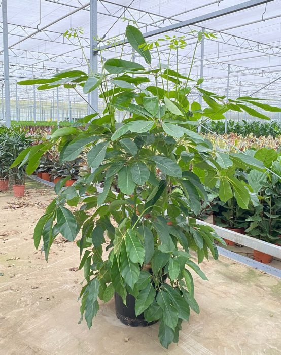 Schefflera actinophylla amate, D 40