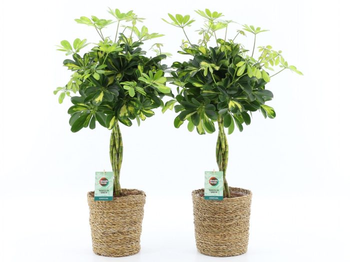 Schefflera arboricola 'Gold Capella' in Seagrass, D 21