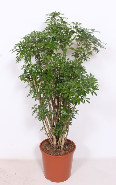 Schefflera arboricola 'Luseana', D 30