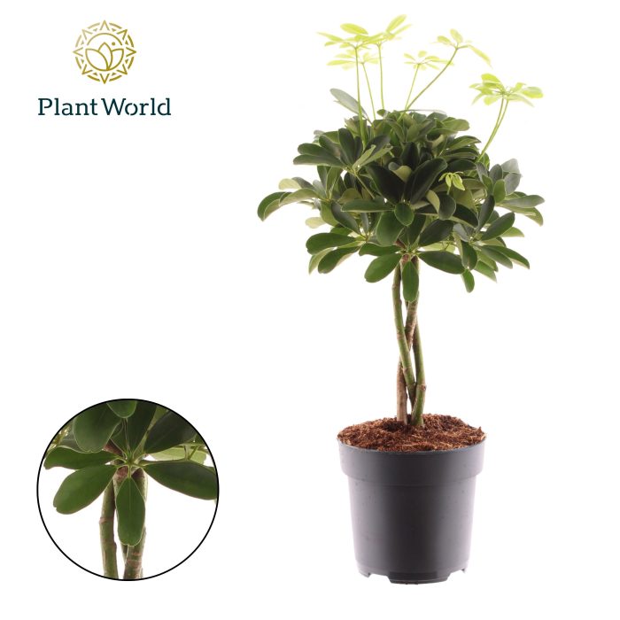 Schefflera Compacta (Nora) vlecht, D 17