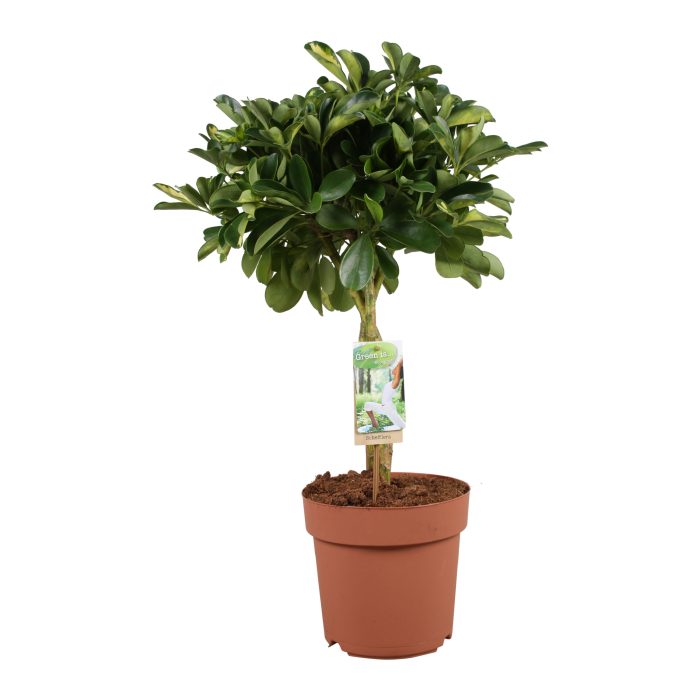 Schefflera Gold Capella - gevlochten stam, D 21