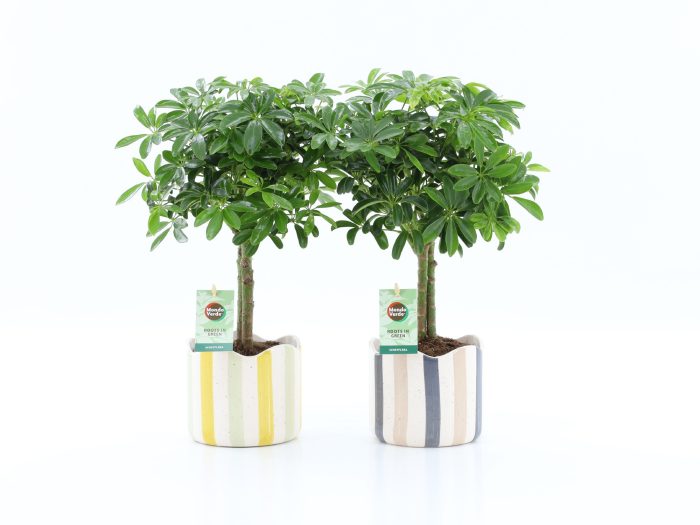 Schefflera Luseana in Nouveau keramiek, D 13