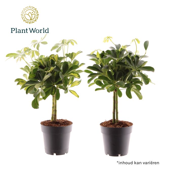 Schefflera op stam mix (Gold Capella & Compacta), D 14