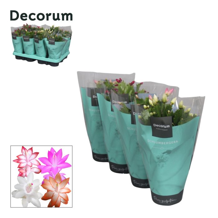 Schlumbergera - 9 cm - Mix met hoes - Decorum, D 9