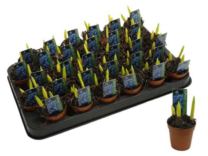 Scilla blauw, D 5