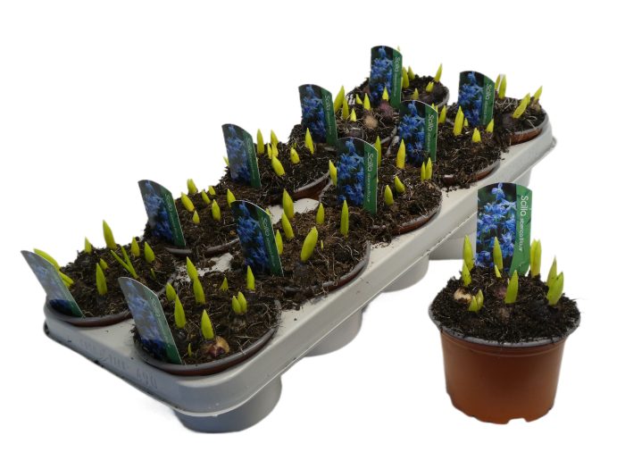 SCILLA SIBERICA, D 12