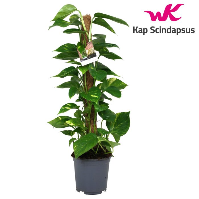 Scindapsus (Epipremnum) mosstok 100 cm, D 21