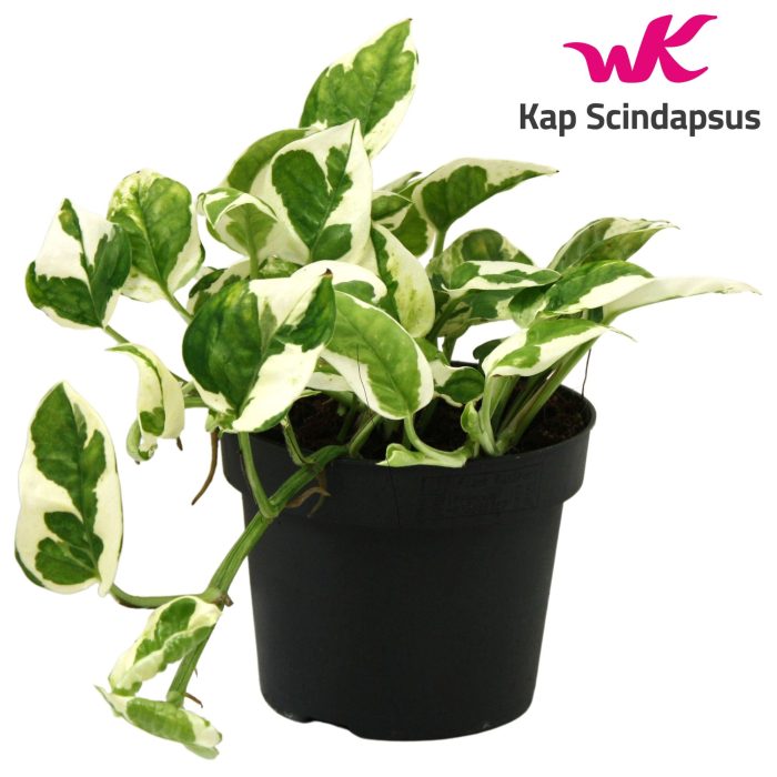 Scindapsus (Epipremnum) N'joy, D 12