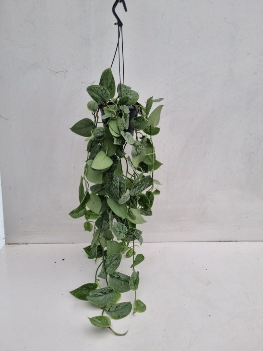 Scindapsus Trebie hangpot, D 14