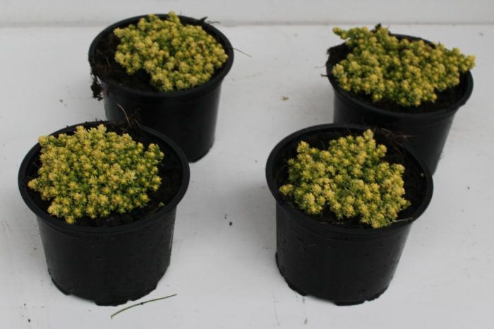 sedum acre aurea, D 13