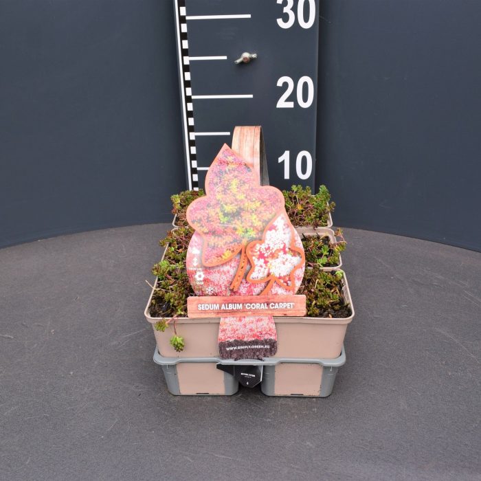 Sedum album 'Coral carpet' (6-pack), D 9