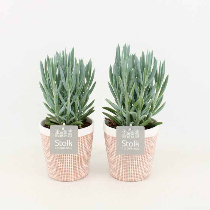 Senecio Curio Ficoides Mount Everest in Terracotta Pot, D 13
