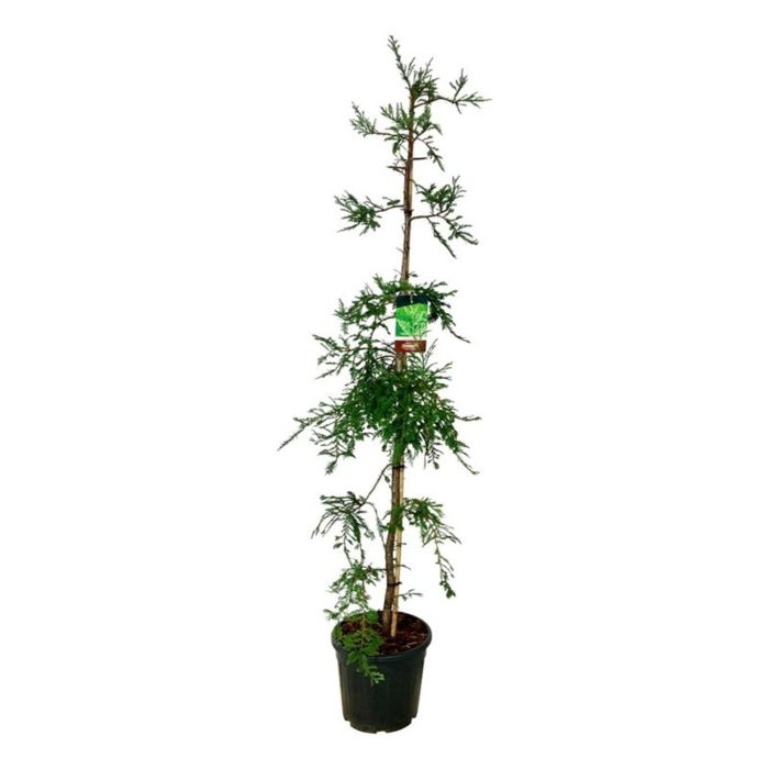 Sequoia s. 'Illa Martin', D 40