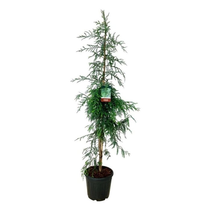 Sequoia sempervirens 'Winter Blue', D 40