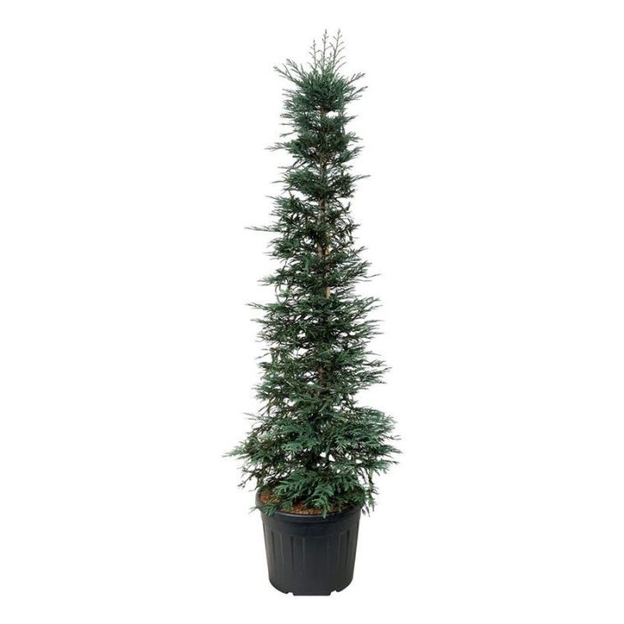 Sequoia sempervirens 'Xeno', D 60