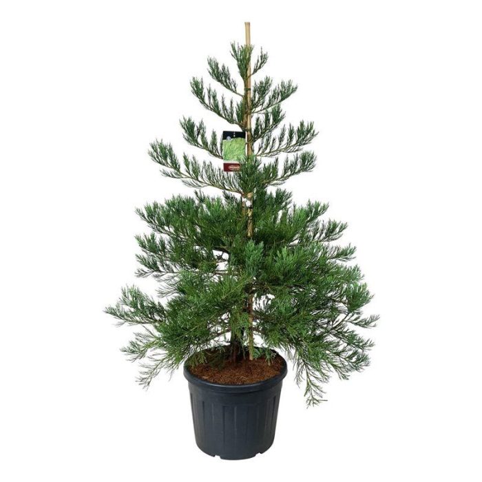 Sequoiadendron g. 'H. Mammoth Two', D 60