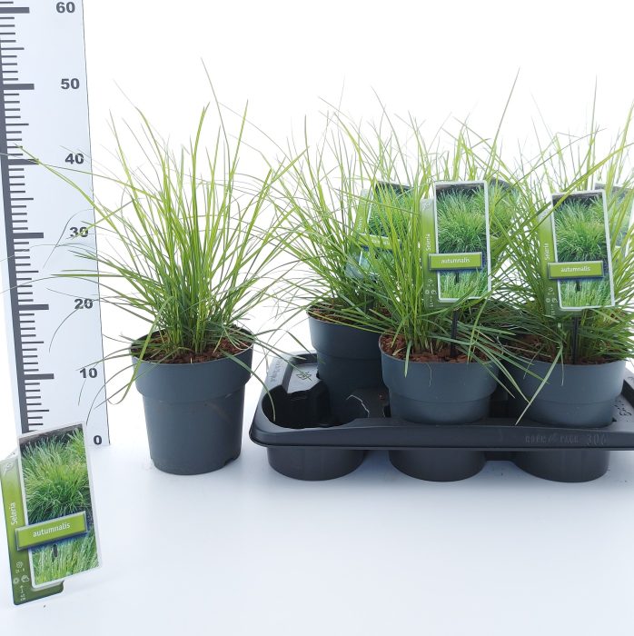 Sesleria autumnalis, D 17