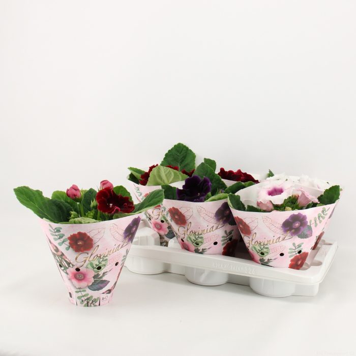 Sinningia / Gloxinia in Koker, D 12