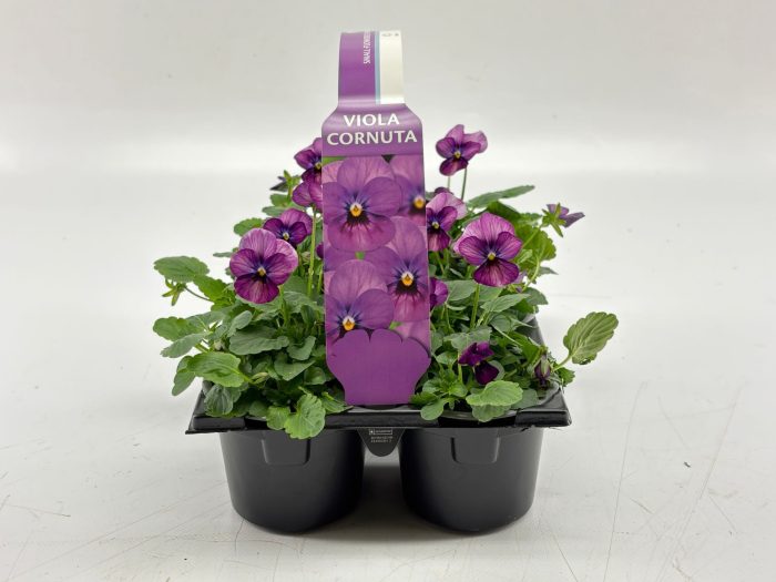 Sixpack Viola Cornuta Plum Antique, D 9