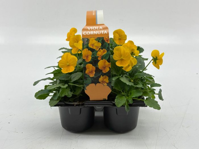 Sixpack Viola Cornuta Yellow, D 9
