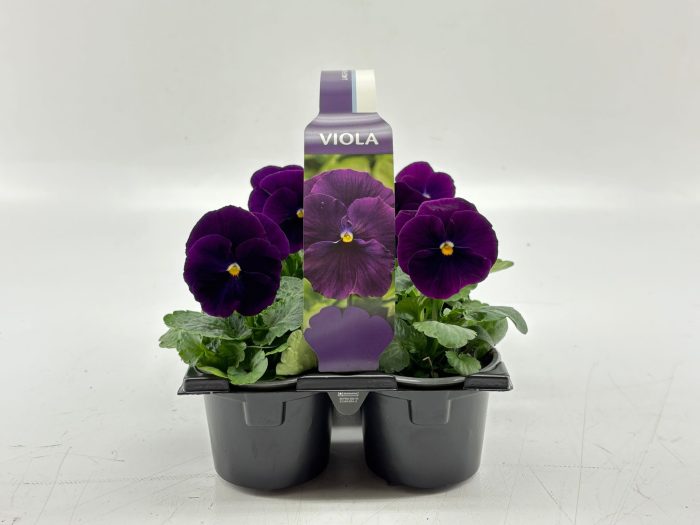 Sixpack Viola F1 Clear Violet, D 9