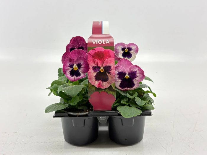 Sixpack Viola F1 Pink With Blotch, D 9