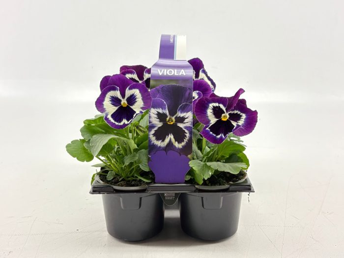 Sixpack Viola F1 Violet Face, D 9
