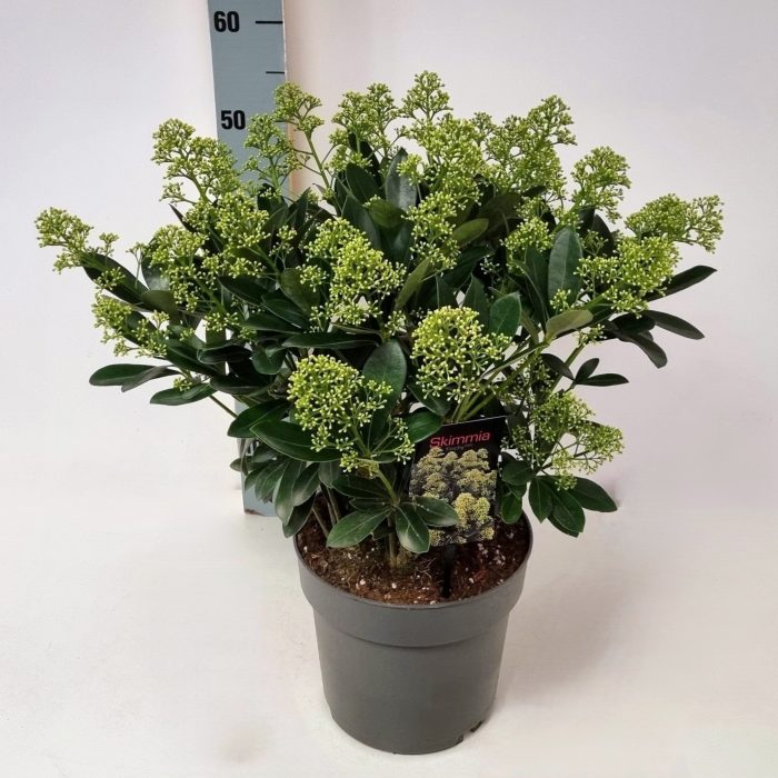 Skimmia jap. 'Finchy' P19, D 19