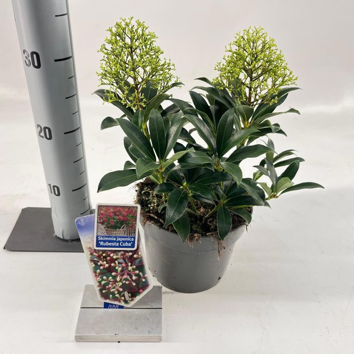 Skimmia jap. Rubesta Cuba, D 17
