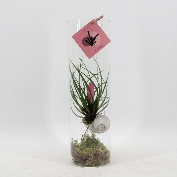 Snaily - Tillandsia Cyanea, D 11