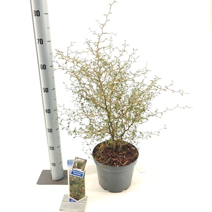 Sophora prostata 'Little Baby', D 23