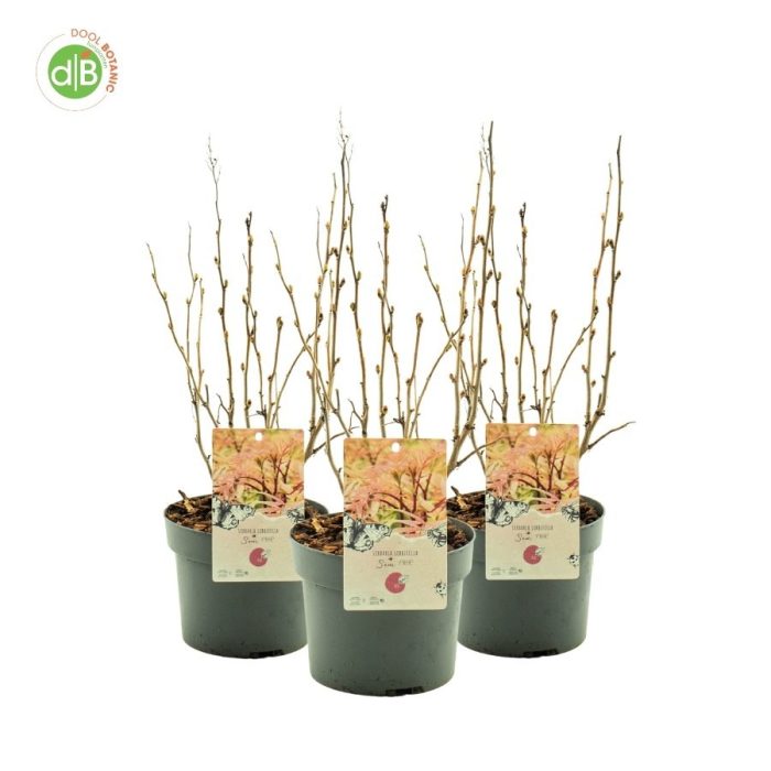 Sorbaria sorb. 'Sem', D 19