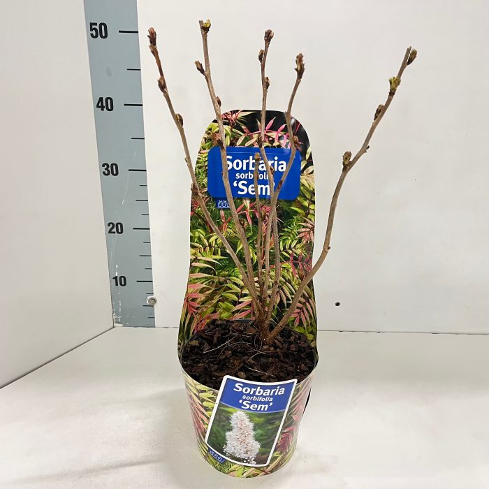 Sorbaria sorb. 'Sem' PBR (in potcover), D 17